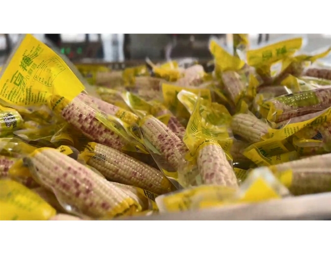 鮮食玉米棒出產線